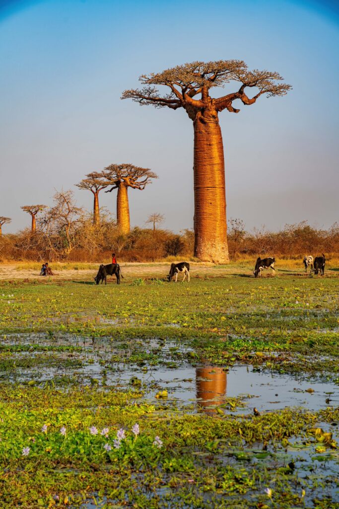 Madagaskar – Divoký sever a tropické ostrovy