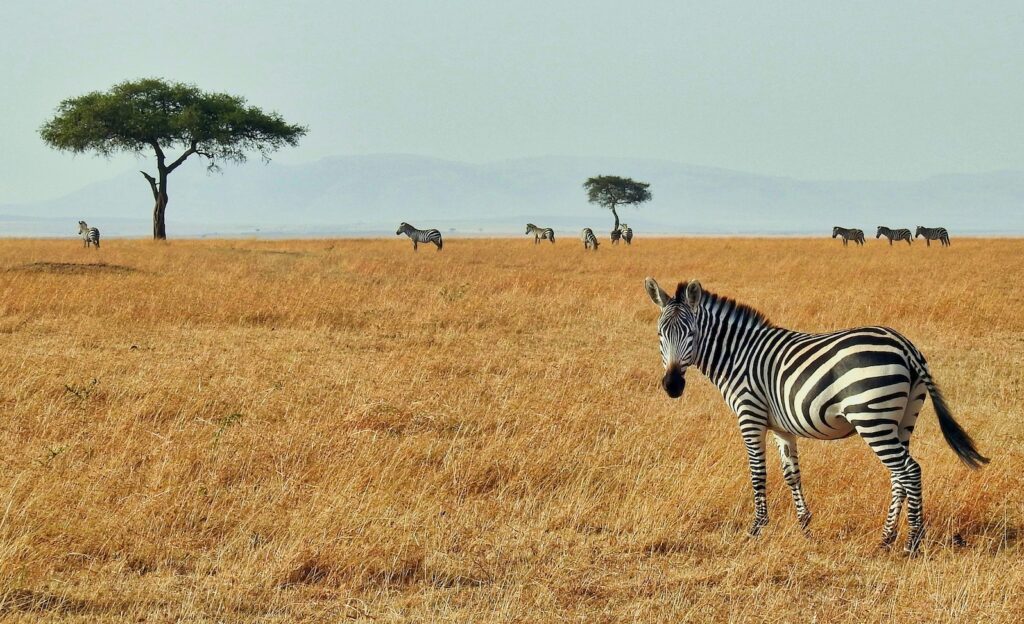 Keňa – Safari a Diani Beach