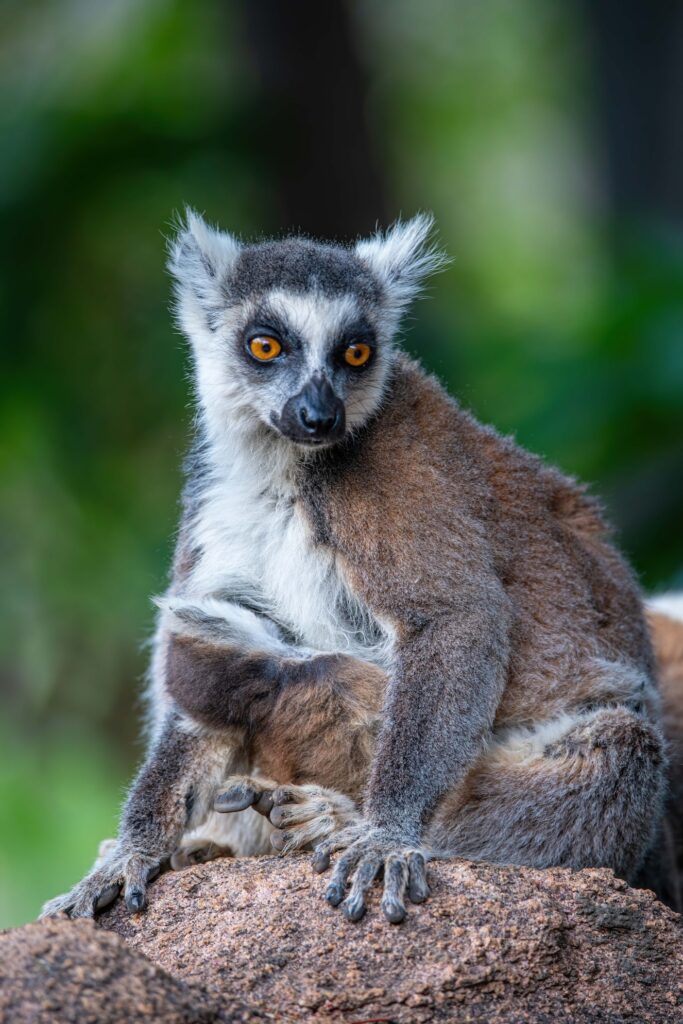 Madagaskar – Divoký sever a tropické ostrovy