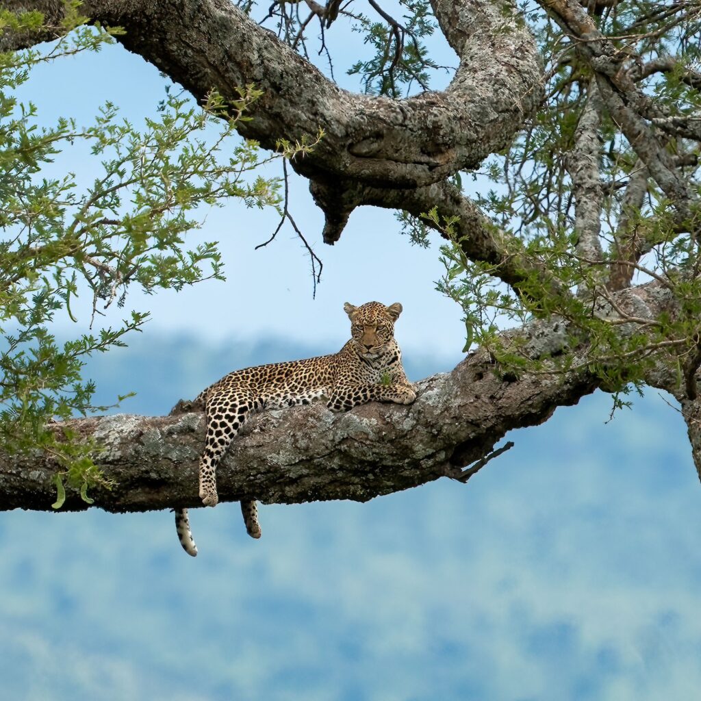 Keňa – Safari a Diani Beach