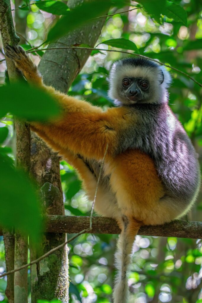 Madagaskar – Divoký sever a tropické ostrovy