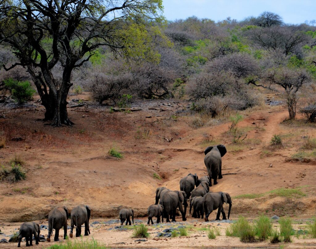 Keňa – Safari a Diani Beach