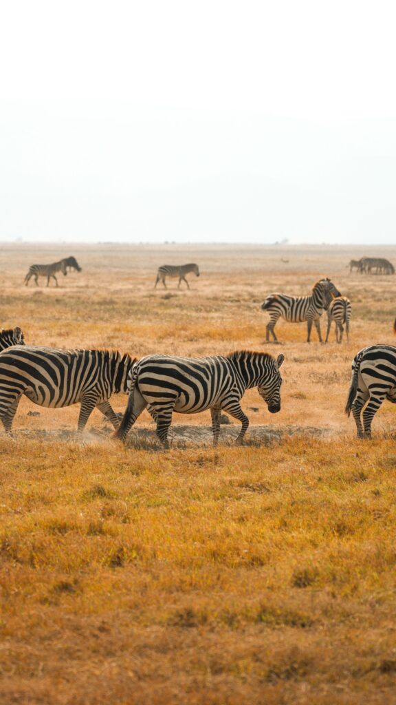 Keňa – Safari a Diani Beach