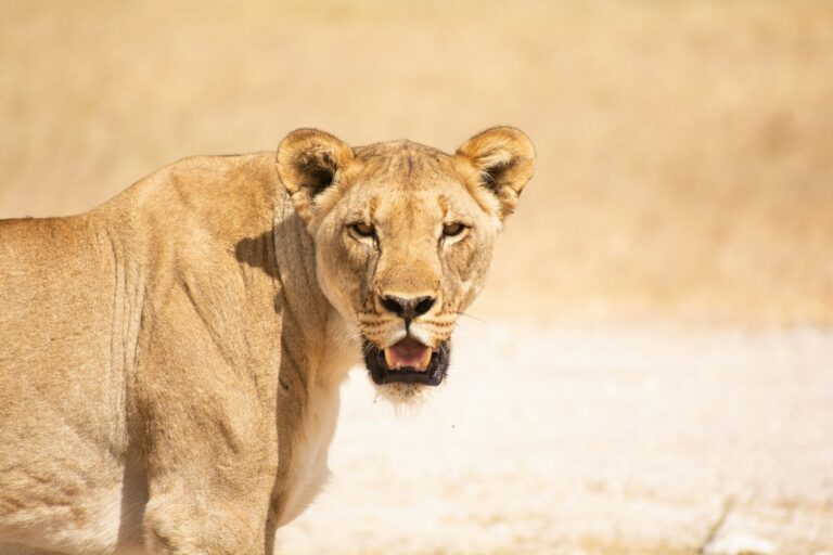 Safari v Namíbii: Etosha a čaro africkej divočiny