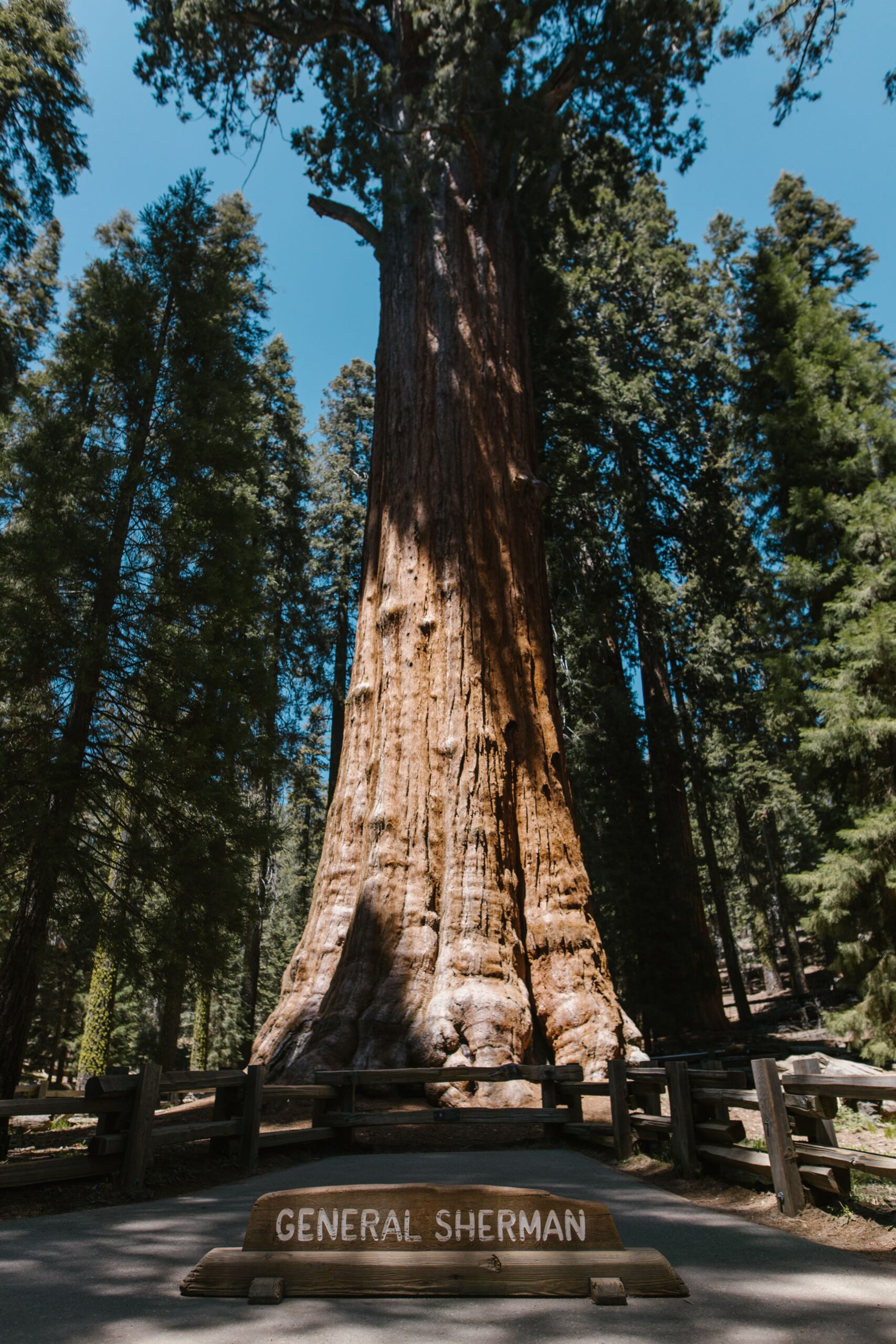 Obrovský sekvojovec General Sherman Tree v Sequoia National Park