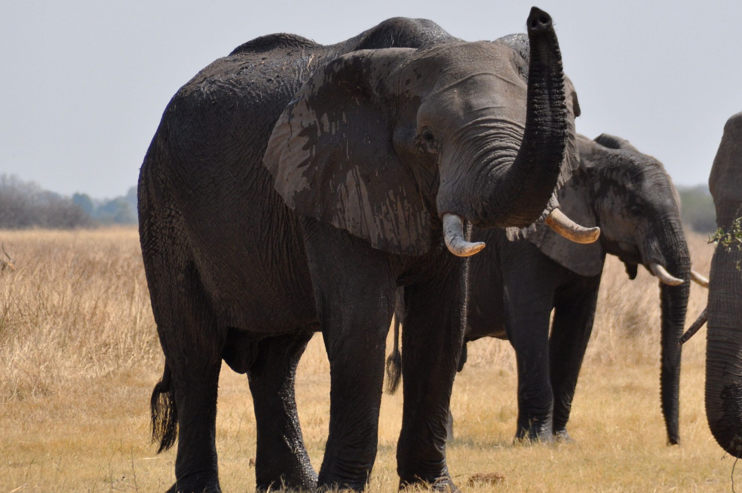 Slony v prírode pri rieke Okavango v Afrike