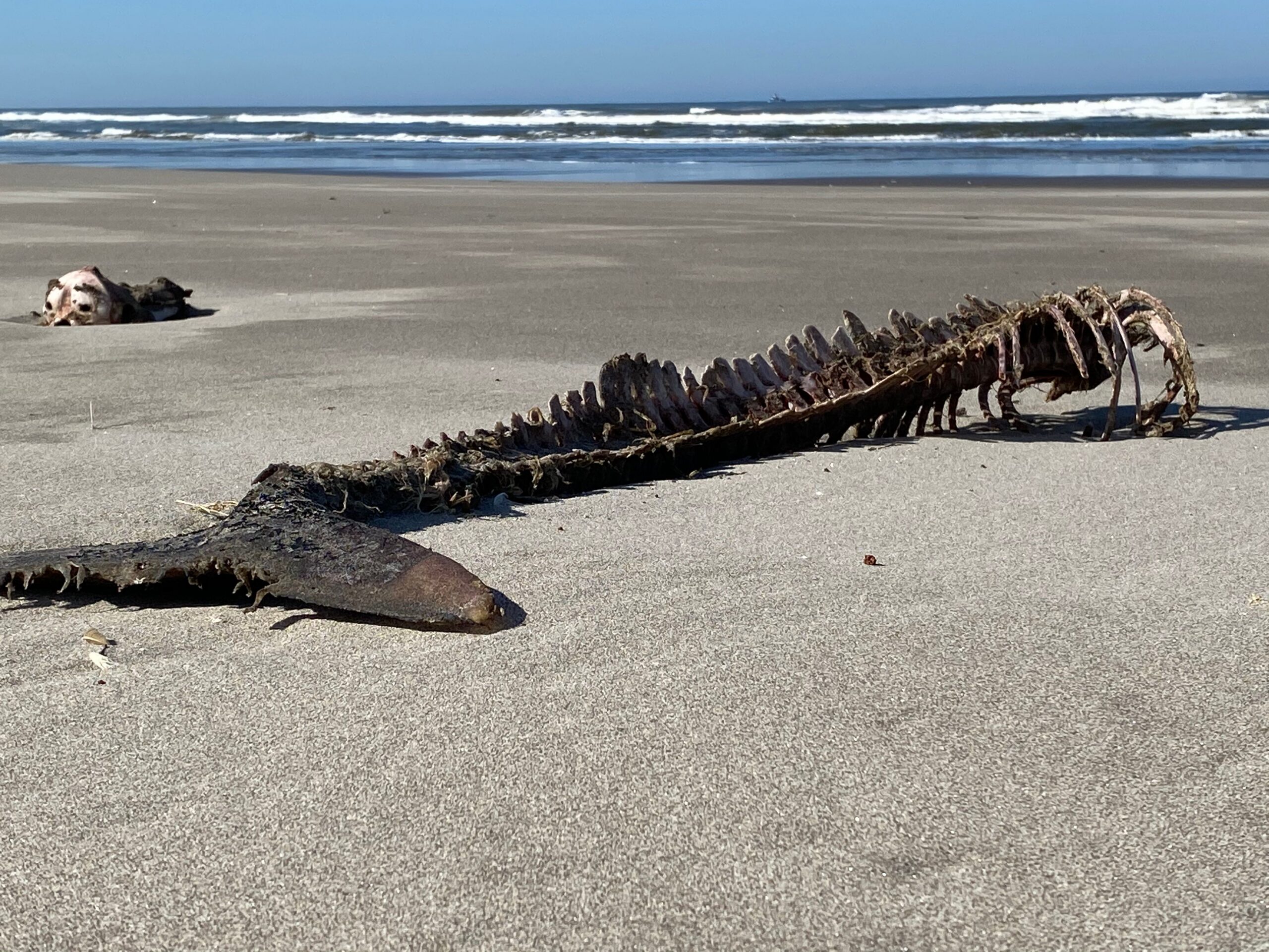 Kostra veľryby leží na piesočnatej pláži Skeleton Coast v Namíbii